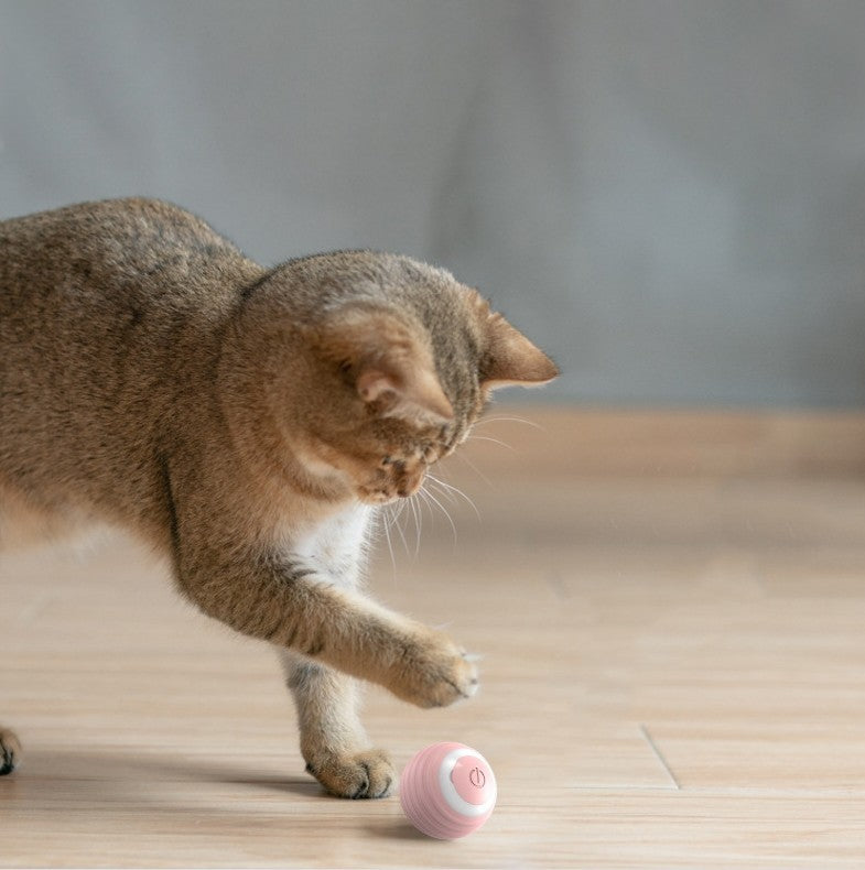 Selbstbewegender Ball für Büssis 🏀 😸